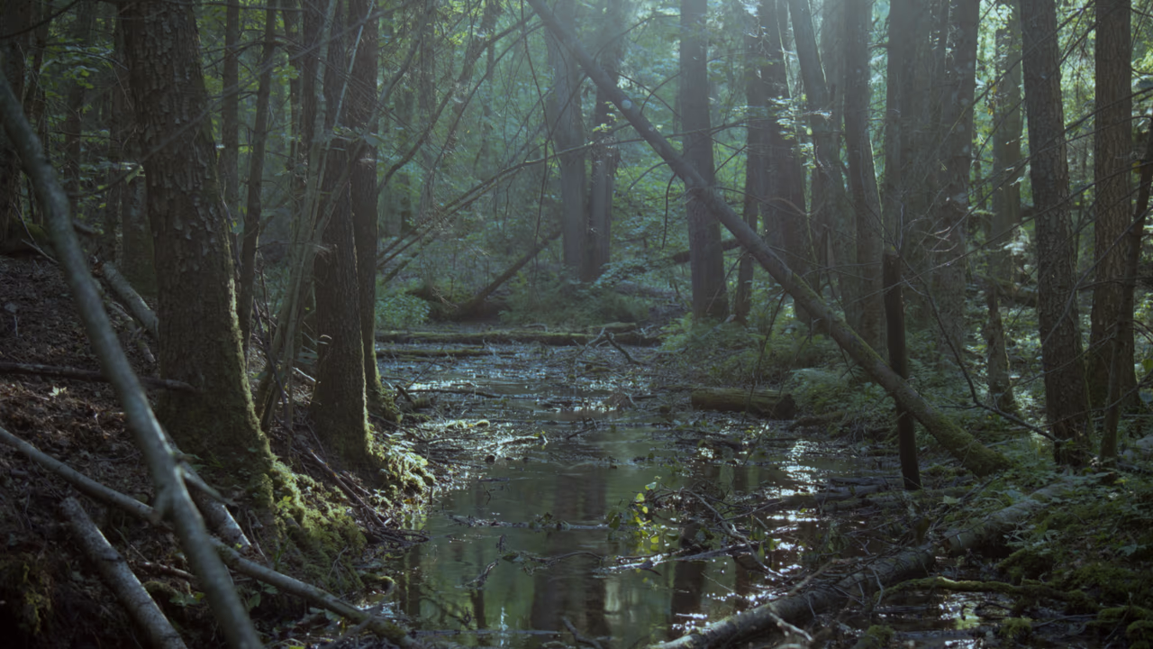 Puszcza Knyszyńska - Rezerwatu