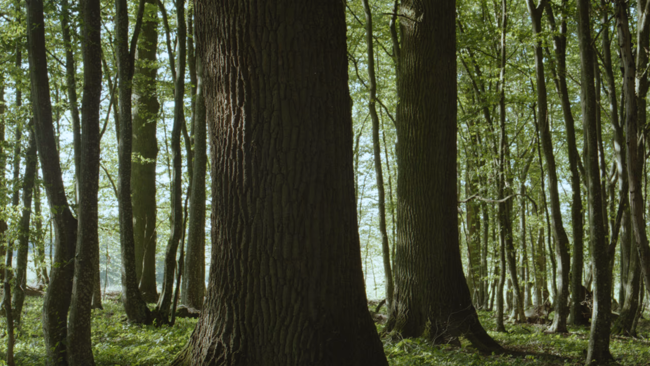 Puszcza Knyszyńska - Dęby w Połominie