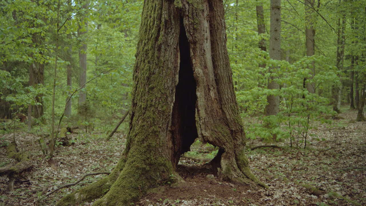 Puszcza Knyszyńska - Portrety