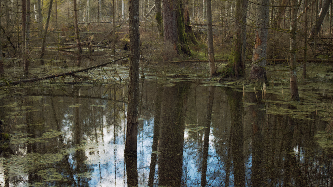 Puszcza Knyszyńska - Woda
